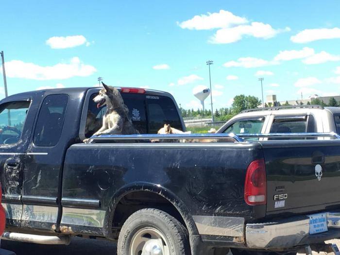 Photo: Dogs Arriving in Pickup Truck